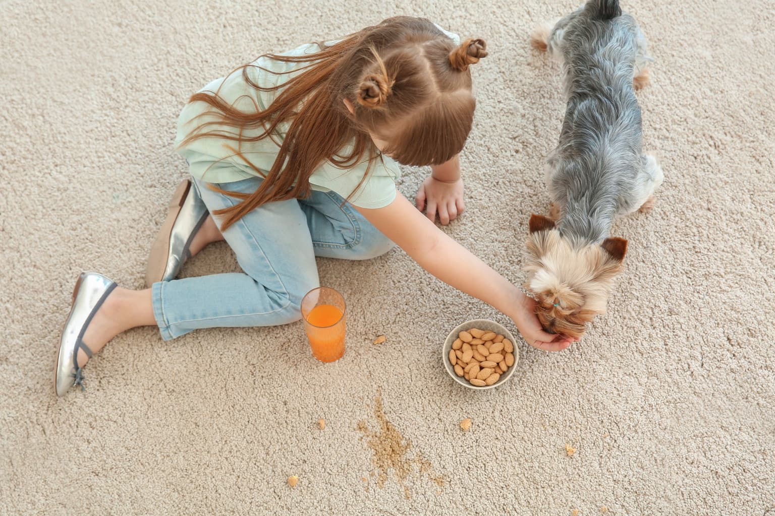 Child and puppy on freshly cleaned carpet